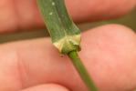 Brome sans arêtes Bromopsis inermis (Leyss.) Holub, 1973