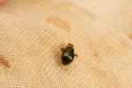  Halticus luteicollis (Panzer, 1804)