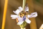  Anthidium florentinum (Fabricius, 1775)