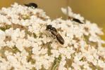  Hylaeus cornutus Curtis, 1831