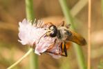  Sphex flavipennis Fabricius, 1793