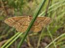 Acidalie ocreuse (L') Idaea ochrata (Scopoli, 1763)