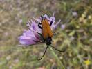 Lepture fauve Stictoleptura fulva (De Geer, 1775)