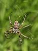  Larinioides sclopetarius (Clerck, 1758)