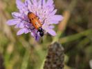 Mylabre à quatre points Mylabris quadripunctata (Linnaeus, 1767)