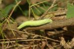Sphinx du Tilleul (Le) Mimas tiliae (Linnaeus, 1758)