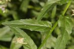 Épilobe à tige carrée, Épilobe à quatre angles Epilobium tetragonum L., 1753
