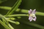 Épilobe à tige carrée, Épilobe à quatre angles Epilobium tetragonum L., 1753