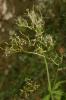 Valériane à trois folioles Valeriana tripteris L., 1753