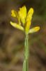 Genêt ailé, Genistrolle Genista sagittalis L., 1753