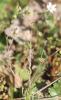 Spergule des champs, Espargoutte des champs, Sparg Spergula arvensis L., 1753