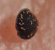 Spergule des champs, Espargoutte des champs, Sparg Spergula arvensis L., 1753
