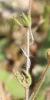 Spergule des champs, Espargoutte des champs, Sparg Spergula arvensis L., 1753