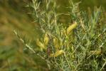 Genêt d'Angleterre, Petit Genêt épineux Genista anglica L., 1753