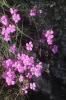 Œillet des terrains granitiques Dianthus graniticus Jord., 1849