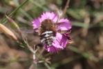  Bombylius cruciatus Fabricius, 1798