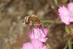  Bombylius cruciatus Fabricius, 1798