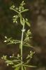 Orpin pourpier, Orpin paniculé Sedum cepaea L., 1753