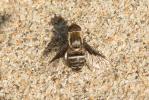  Exhyalanthrax afer (Fabricius, 1794)