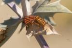  Graphosoma semipunctatum (Fabricius, 1775)