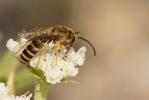  Halictus scabiosae (Rossi, 1790)