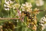  Polistes Latreille, 1802