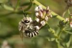  Colletes Latreille, 1802