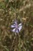 Barbeau Cyanus segetum Hill, 1762