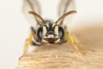  Cerceris rubida (Jurine, 1807)