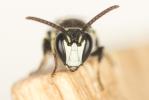  Hylaeus pictus (Smith, 1853)
