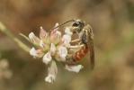  Lasioglossum malachurum (Kirby, 1802)