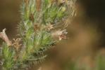 Vipérine des Pyrénées Echium asperrimum Lam., 1792
