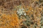 Cuscute volubile, Cuscute du Bident Cuscuta scandens Brot., 1804