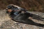 Hirondelle rustique, Hirondelle de cheminée Hirundo rustica Linnaeus, 1758