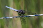 Orthétrum bleuissant (L') Orthetrum coerulescens (Fabricius, 1798)