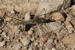 Orthétrum bleuissant (L') Orthetrum coerulescens (Fabricius, 1798)