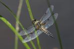 Libellule quadrimaculée (La), Libellule à quatre t Libellula quadrimaculata Linnaeus, 1758