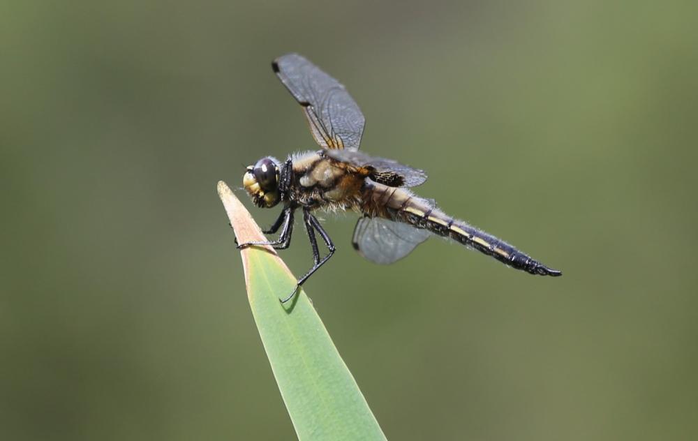 Libellule quadrimaculée (La), Libellule à quatre t Libellula quadrimaculata Linnaeus, 1758