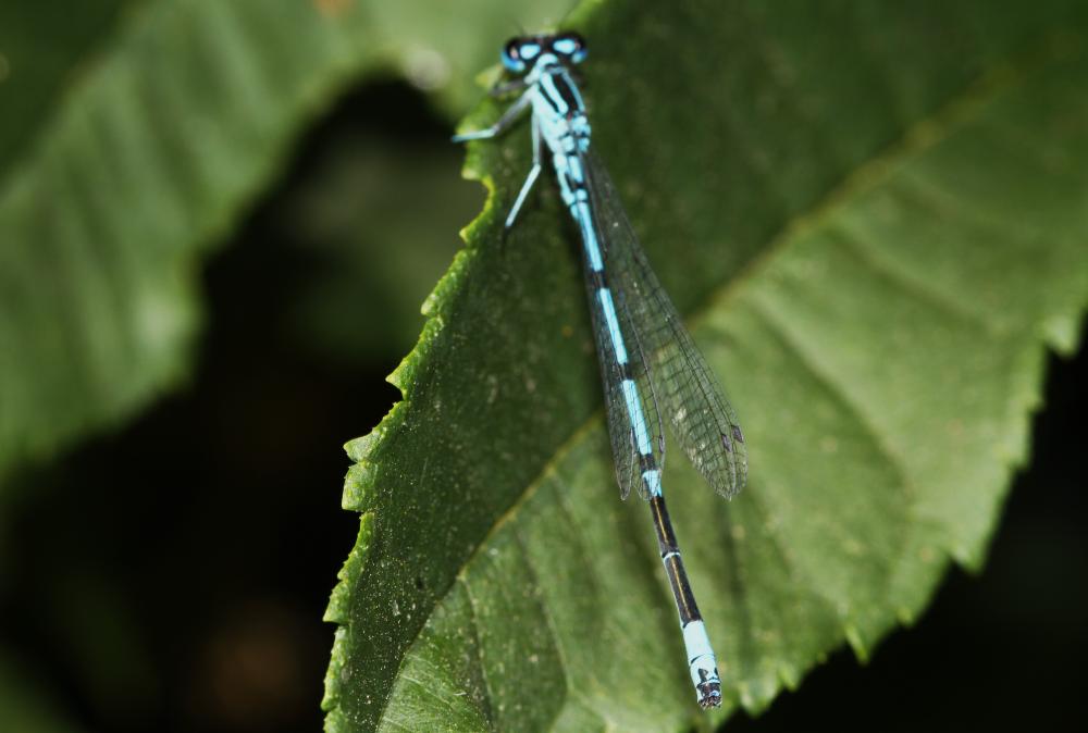 Agrion jouvencelle Coenagrion puella (Linnaeus, 1758)