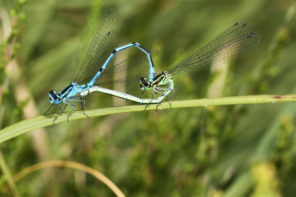 Agrion jouvencelle Coenagrion puella (Linnaeus, 1758)
