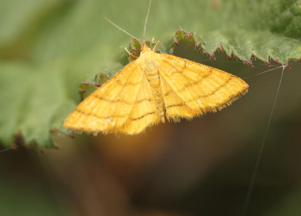 Acidalie des alpages (L'), Acidalie double-ceintur Idaea aureolaria (Denis & Schiffermüller, 1775)