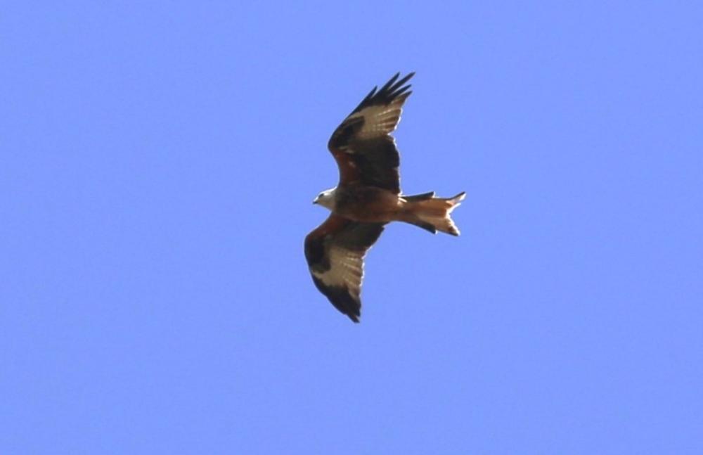 Milan royal Milvus milvus (Linnaeus, 1758)