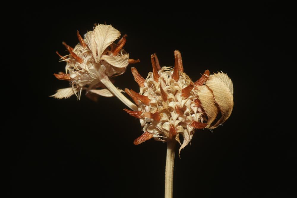 Trèfle aggloméré, Petit Trèfle à boules Trifolium glomeratum L., 1753