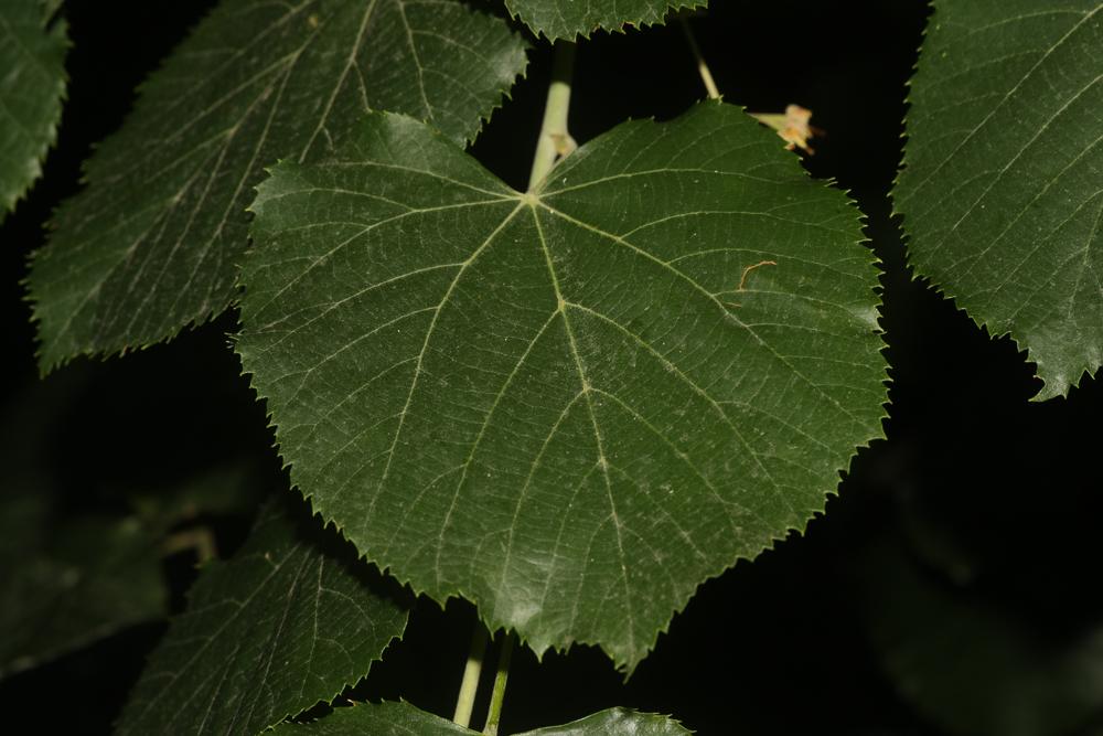 Tilleul argenté Tilia tomentosa Moench, 1785