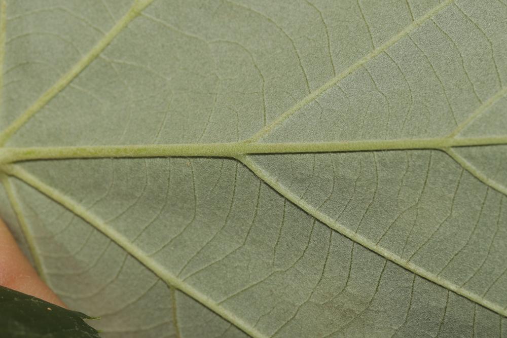 Tilleul argenté Tilia tomentosa Moench, 1785