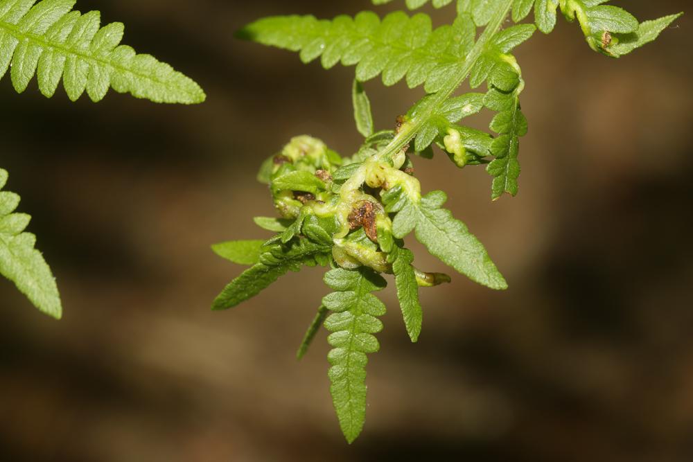 Chirosia grossicauda Strobl, 1899