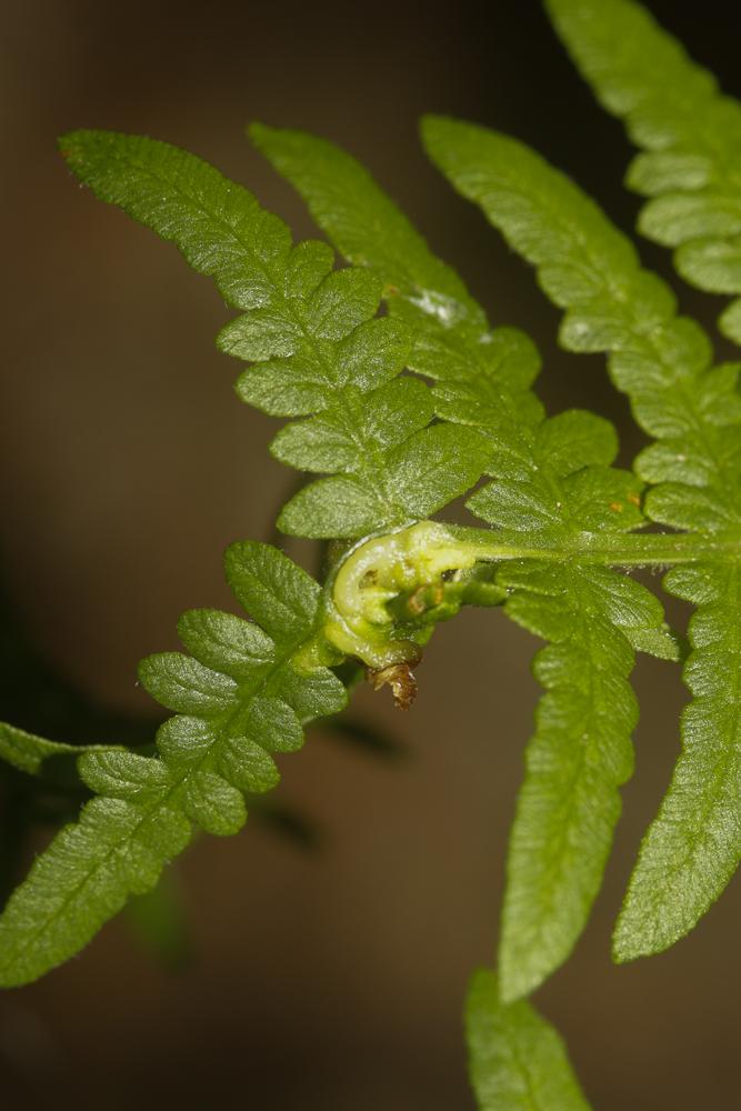 Chirosia grossicauda Strobl, 1899