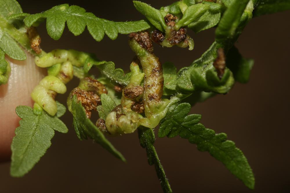 Chirosia grossicauda Strobl, 1899
