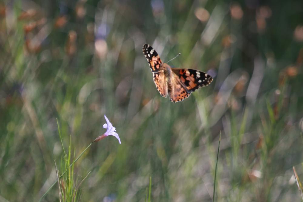 Vanesse des Chardons (La), Belle-Dame (La), Vaness Vanessa cardui (Linnaeus, 1758)