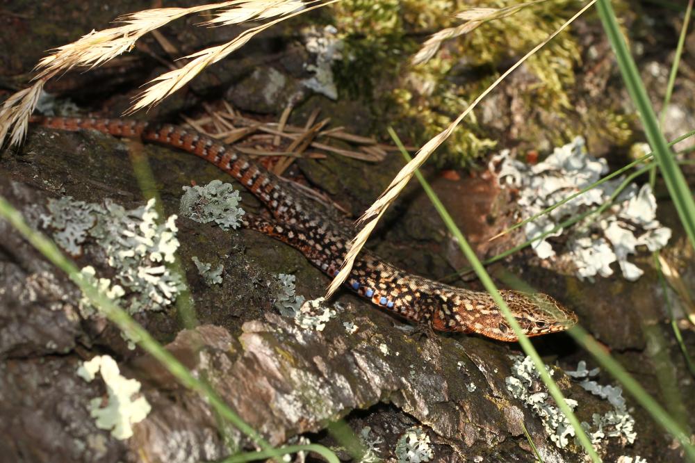 Lézard des murailles Podarcis muralis (Laurenti, 1768)